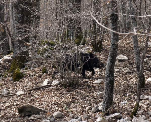 cinghiale